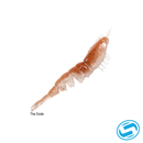Z-Man EZ ShrimpZ
