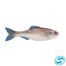 6th Sense Plump Panorama Coastal Series Swim Bait