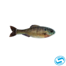 6th Sense Plump Panorama Swim Bait