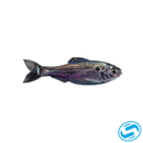 6th Sense Plump Panorama Swim Bait