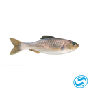 6th Sense Plump Panorama Coastal Series Swim Bait