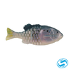 Berkley Powerbait Saltwater Gilly