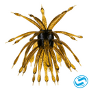 6th Sense Abstract Creature Bait