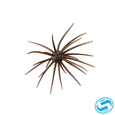 Hideup Coike 17mm Creature Bait