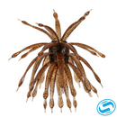 6th Sense Abstract Creature Bait