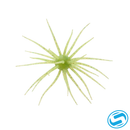 Hideup Coike 17mm Creature Bait
